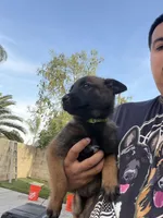 Light green Collar, a female Belgian Malinois for sale in Fontana, CA – Photo 4 of 7