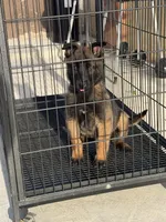 Light green Collar, a female Belgian Malinois for sale in Fontana, CA – Photo 1 of 7