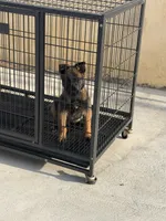 Light green Collar, a female Belgian Malinois for sale in Fontana, CA – Photo 2 of 7