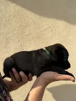 Dark Green Collar, a male Belgian Malinois for sale in Fontana, CA – Photo 2 of 5