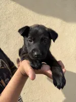 Dark Green Collar, a male Belgian Malinois for sale in Fontana, CA – Photo 1 of 5