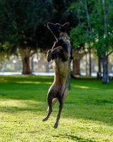 Dark Green Collar, a male Belgian Malinois for sale in Fontana, CA – Photo 4 of 5