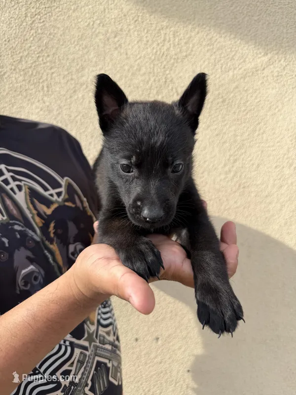 Purple Collar – Belgian Malinois puppy for sale in Fontana, CA