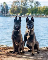 Purple Collar, a female Belgian Malinois for sale in Fontana, CA – Photo 5 of 5