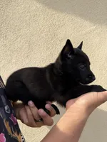 Purple Collar, a female Belgian Malinois for sale in Fontana, CA – Photo 2 of 5