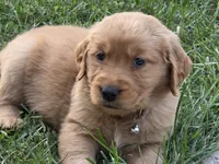 Ella, a female Golden Retriever for sale in Menasha, WI – 3 of 3