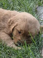 Ella, a female Golden Retriever for sale in Menasha, WI – 2 of 3