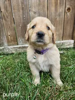 Purple Girl, a female Golden Retriever for sale in Menasha, WI – 2 of 2