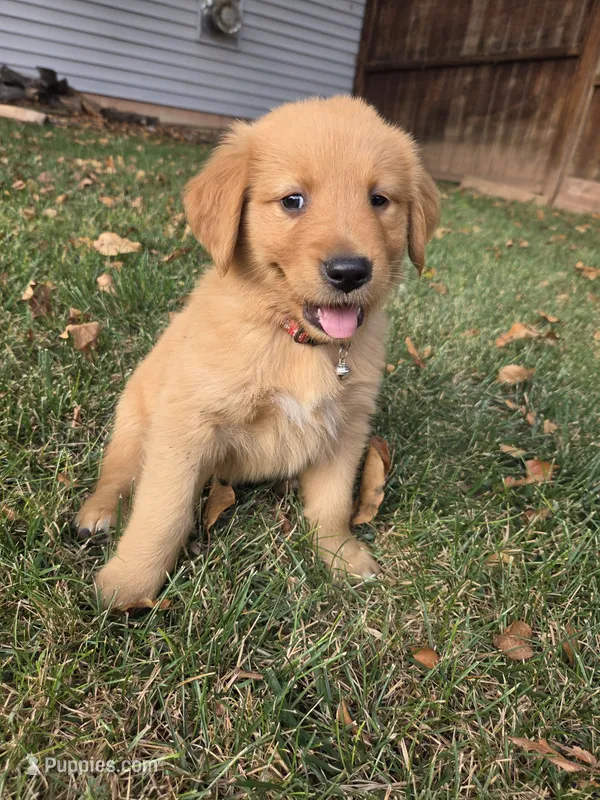 Male Red – Golden Retriever puppy for sale in Menasha, WI
