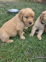 Golden Female - Light Pink, a female Golden Retriever for sale in Menasha, WI – 2 of 3