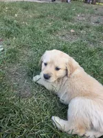 Golden Female Daisy Yellow , a female Golden Retriever for sale in Menasha, WI – 2 of 3