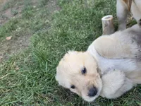 Golden Female Daisy Yellow , a female Golden Retriever for sale in Menasha, WI – 3 of 3