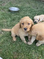 Golden Female - Light Pink, a female Golden Retriever for sale in Menasha, WI – 3 of 3