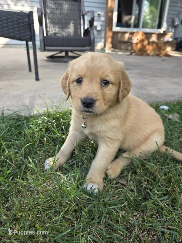 Golden Girl- Lime Green – Golden Retriever puppy for sale in Menasha, WI