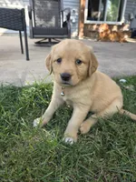 Golden Girl- Lime Green, a female Golden Retriever for sale in Menasha, WI – 1 of 4