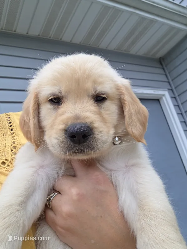 Male Golden- light – Golden Retriever puppy for sale in Menasha, WI