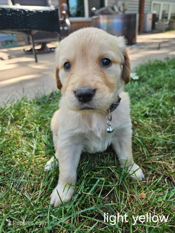 Purple Girl – Golden Retriever puppy for sale in Menasha, WI
