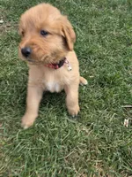 Male Red, a male Golden Retriever for sale in Menasha, WI – 1 of 1
