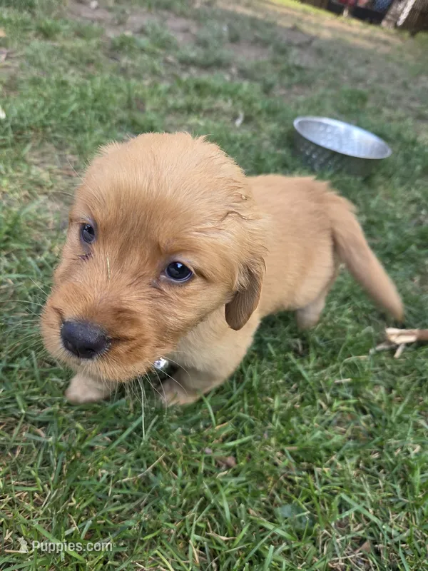 Golden Female - Light Pink – Golden Retriever puppy for sale in Menasha, WI