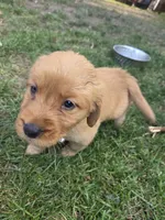 Golden Female - Light Pink, a female Golden Retriever for sale in Menasha, WI – 1 of 3