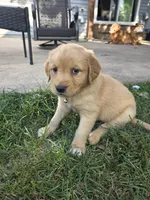 Golden Girl- Lime Green, a female Golden Retriever for sale in Menasha, WI – 2 of 4