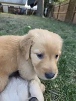 Male Royal Blue, a male Golden Retriever for sale in Menasha, WI – 3 of 3