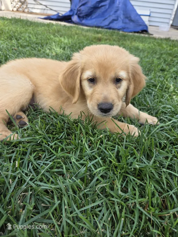 Male Royal Blue – Golden Retriever puppy for sale in Menasha, WI