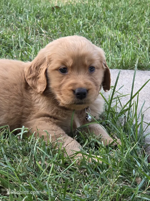 Ella – Golden Retriever puppy for sale in Menasha, WI