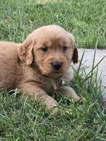 Ella, a female Golden Retriever for sale in Menasha, WI – 1 of 3