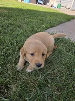 Golden Girl- Lime Green, a female Golden Retriever for sale in Menasha, WI – 3 of 4