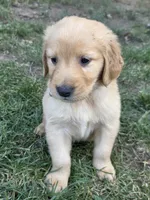 Male Royal Blue, a male Golden Retriever for sale in Menasha, WI – 2 of 3