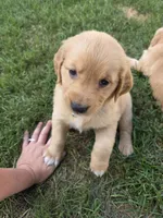 Golden Girl- Lime Green, a female Golden Retriever for sale in Menasha, WI – 4 of 4