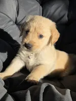 Male Golden- light, a male Golden Retriever for sale in Menasha, WI – 2 of 2