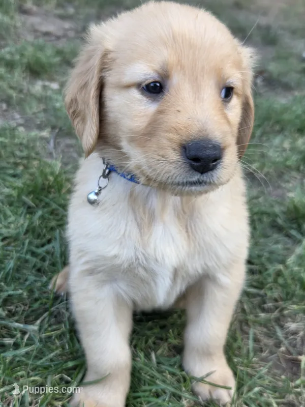 Male Royal Blue – Golden Retriever puppy for sale in Menasha, WI