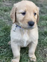 Male Royal Blue, a male Golden Retriever for sale in Menasha, WI – 1 of 3
