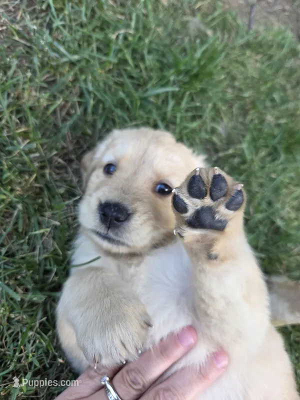Golden Female Daisy Yellow  – Golden Retriever puppy for sale in Menasha, WI