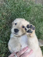 Golden Female Daisy Yellow , a female Golden Retriever for sale in Menasha, WI – 1 of 3