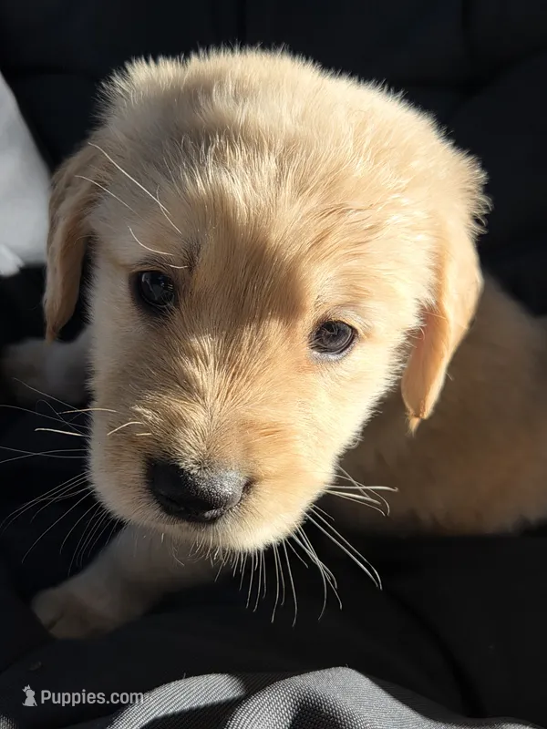 Male Golden- light – Golden Retriever puppy for sale in Menasha, WI