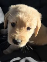 Male Golden- light, a male Golden Retriever for sale in Menasha, WI – 1 of 2