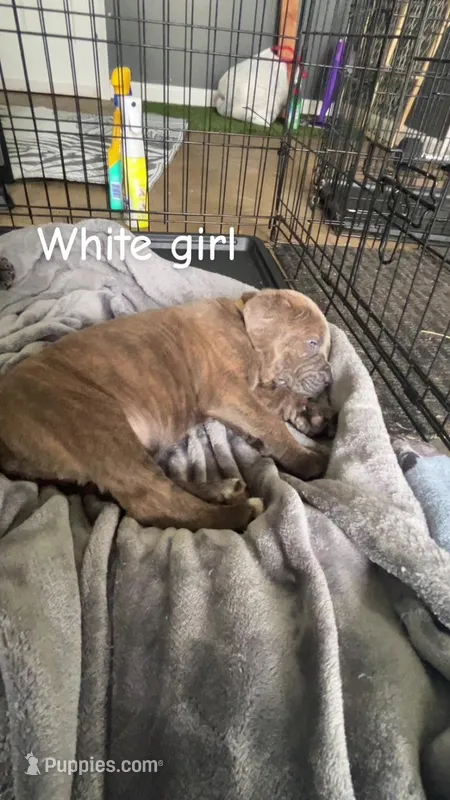 ICCF - White Girl – Cane Corso puppy for sale in Hanover, PA