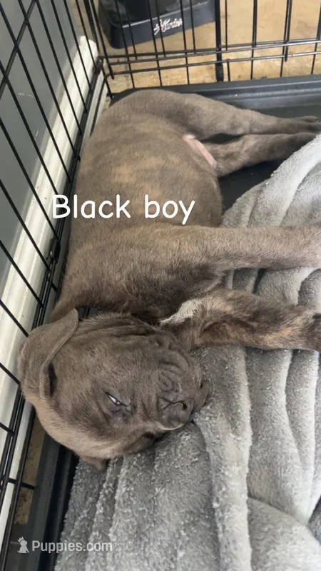 ICCF - Black Boy – Cane Corso puppy for sale in Hanover, PA