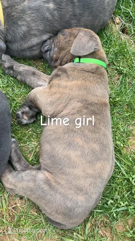 ICCF - Lime Girl – Cane Corso puppy for sale in Hanover, PA