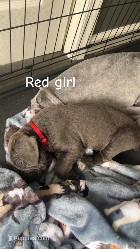 ICCF - Red Girl – Cane Corso puppy for sale in Hanover, PA