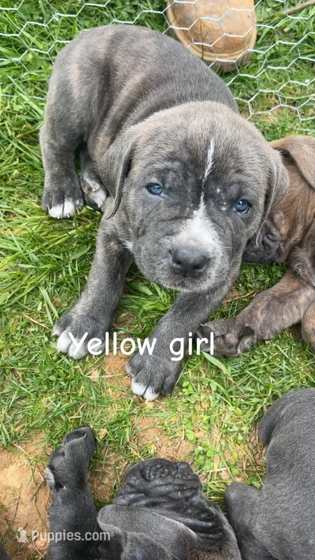 Yellow Girl, a female Cane Corso for sale in Hanover, PA – Photo 1 of 1