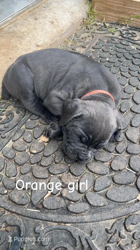 ICCF - Orange Girl – Cane Corso puppy for sale in Hanover, PA