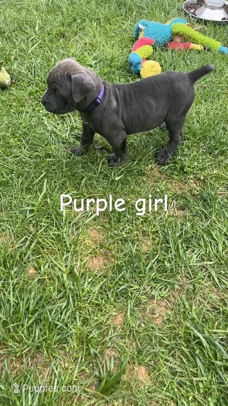 ICCF - Purple Girl – Cane Corso puppy for sale in Hanover, PA