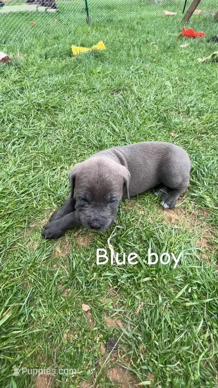 ICCF - Blue Boy – Cane Corso puppy for sale in Hanover, PA