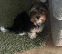 Watson, a male Biewer for sale in Darlington, SC – 5 of 5