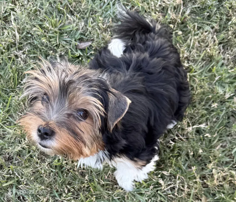 Watson – Biewer puppy for sale in Darlington, SC