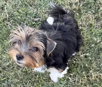 Watson, a male Biewer for sale in Darlington, SC – 1 of 5